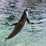 Avenir des Dauphins au Marineland Avenir des Dauphins au Marineland