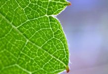 Feuille Semi-Artificielle Transforme CO2 en Produit Précieux Feuille Semi-Artificielle Transforme CO2 en Produit Précieux