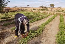 Fondation Gates Investit 1,4 Milliard pour Agriculteurs Fondation Gates Investit 1,4 Milliard pour Agriculteurs