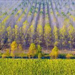 Ingénierie du Bois: Vers une Approche Plus Verte? Ingénierie du Bois: Vers une Approche Plus Verte?