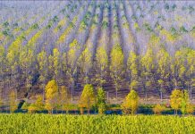 Ingénierie du Bois: Vers une Approche Plus Verte? Ingénierie du Bois: Vers une Approche Plus Verte?