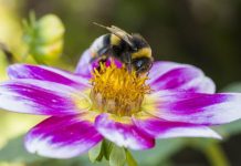 Bourdons Difficiles à Attirer Après Vagues de Chaleur Bourdons Difficiles à Attirer Après Vagues de Chaleur