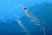 Le krill, petit crustacé, grands enjeux géopolitiques Le krill, petit crustacé, grands enjeux géopolitiques