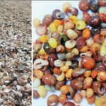 Le plus ancien atelier de parures de coquillages Le plus ancien atelier de parures de coquillages