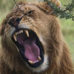 Lions Rugissent de Deux Façons Différentes Lions Rugissent de Deux Façons Différentes