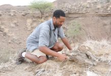 Espèce d’Hommes Contemporaine à Lucy Espèce d'Hommes Contemporaine à Lucy