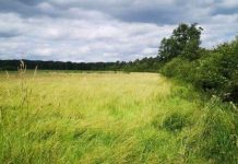 Restaurer Les Puits De Carbone Naturels Pour Sauver Le Climat Restaurer Les Puits De Carbone Naturels Pour Sauver Le Climat