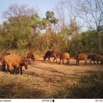 Chasseur Abattu Par Écogardes Près de Bamingui-Bangoran Chasseur Abattu Par Écogardes Près de Bamingui-Bangoran