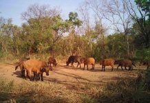 Chasseur Abattu Par Écogardes Près de Bamingui-Bangoran Chasseur Abattu Par Écogardes Près de Bamingui-Bangoran