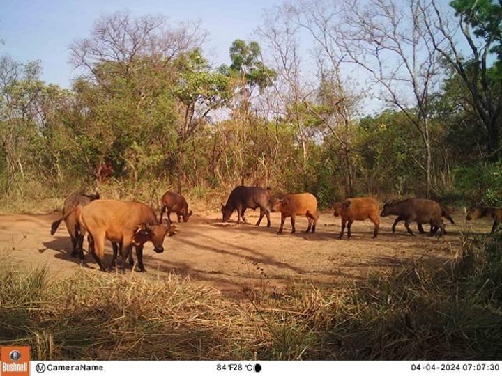 Chasseur Abattu Par Écogardes Près de Bamingui-Bangoran Chasseur Abattu Par Écogardes Près de Bamingui-Bangoran