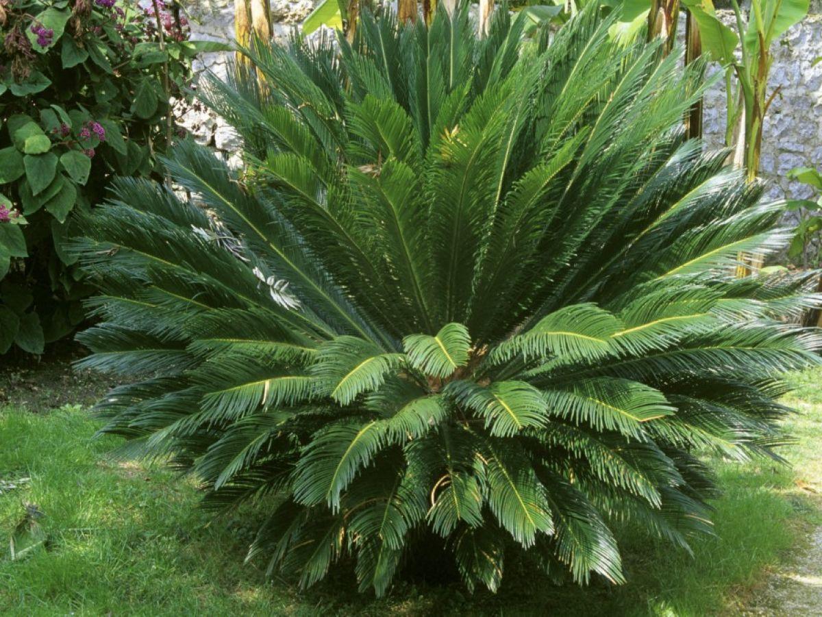 La Chaleur, Premier Langage Plantes et Pollinisateurs La Chaleur, Premier Langage Plantes et Pollinisateurs