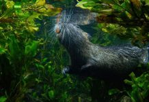 Apparition de l’Audition et de l’Odorat chez Mammifères Apparition de l'Audition et de l'Odorat chez Mammifères