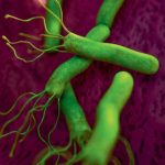 Combat Contre Helicobacter Pylori et Ulcères Gastriques Combat Contre Helicobacter Pylori et Ulcères Gastriques
