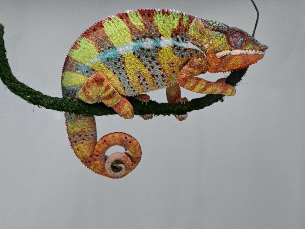 Rythme Cérébral Ultra-Lent Identifié Chez Plusieurs Espèces Rythme Cérébral Ultra-Lent Identifié Chez Plusieurs Espèces