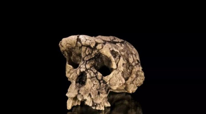 Nouvelle Étude Soutient Bipédie de Toumaï, Ancêtre Potentiel Nouvelle Étude Soutient Bipédie de Toumaï, Ancêtre Potentiel