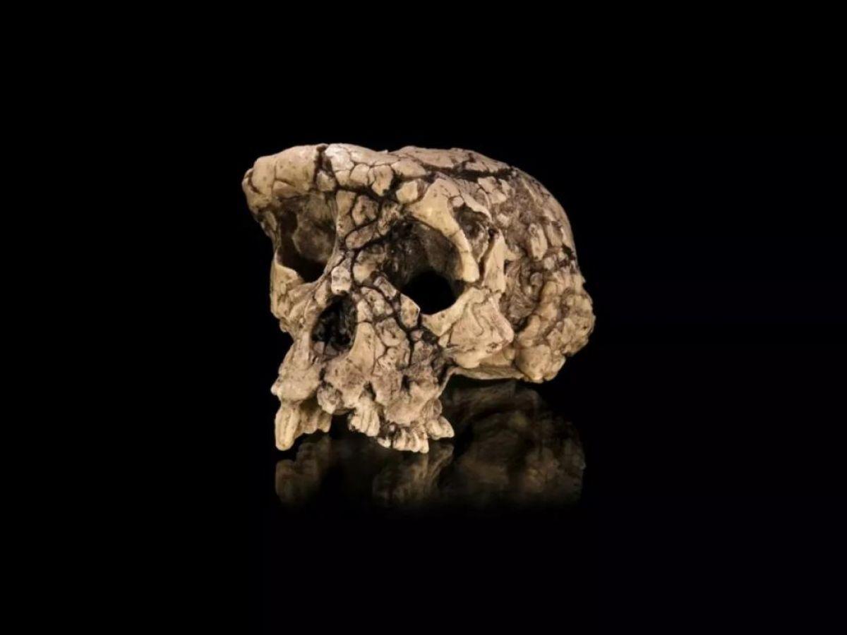 Nouvelle Étude Soutient Bipédie de Toumaï, Ancêtre Potentiel Nouvelle Étude Soutient Bipédie de Toumaï, Ancêtre Potentiel