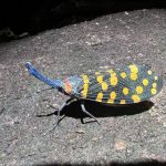 Découverte annuelle de 16.000 nouvelles espèces Découverte annuelle de 16.000 nouvelles espèces