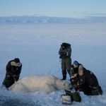 Ours du Svalbard Résistent Mieux au Réchauffement Ours du Svalbard Résistent Mieux au Réchauffement