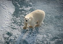 Ours polaires prospèrent malgré la fonte des glaces Ours polaires prospèrent malgré la fonte des glaces