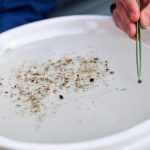 Microplastiques dans le corps: état des recherches Microplastiques dans le corps: état des recherches