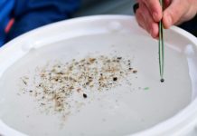 Microplastiques dans le corps: état des recherches Microplastiques dans le corps: état des recherches