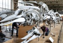 Fossiles et Squelettes Déménagent au Muséum d’Histoire Naturelle Fossiles et Squelettes Déménagent au Muséum d'Histoire Naturelle