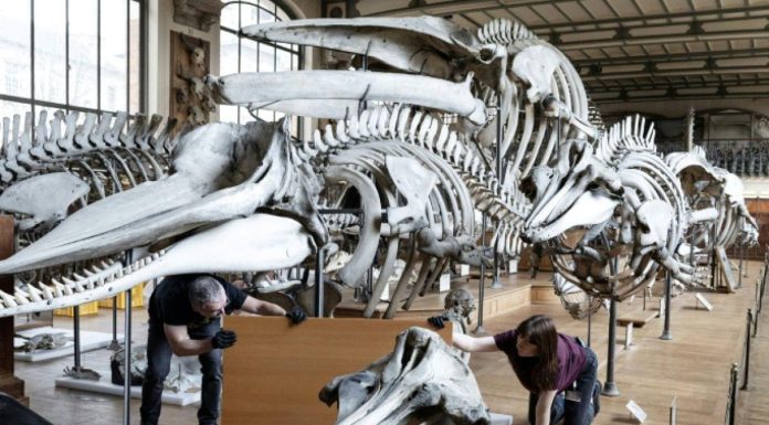 Fossiles et Squelettes Déménagent au Muséum d’Histoire Naturelle Fossiles et Squelettes Déménagent au Muséum d'Histoire Naturelle