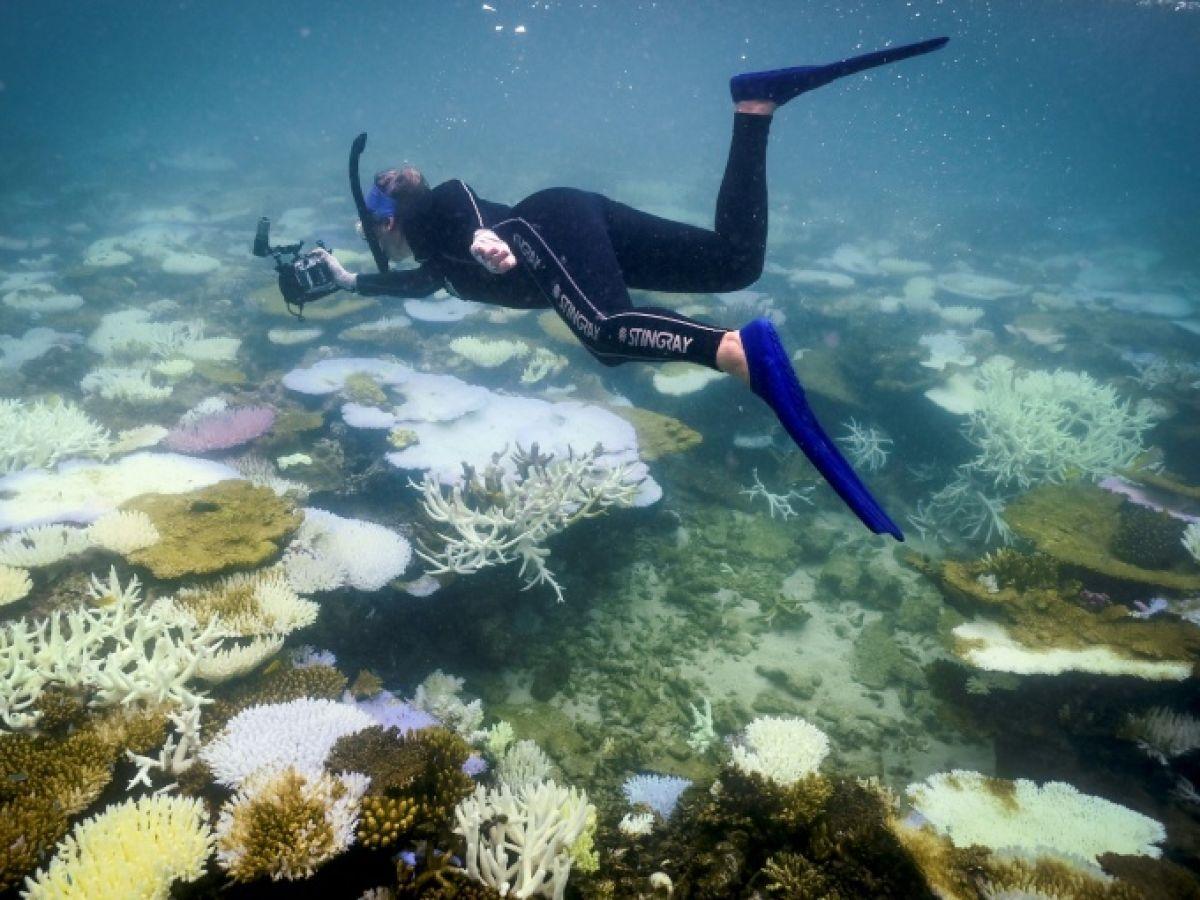 Coraux Mondiaux: Plus de la Moitié Blanchis Récemment Coraux Mondiaux: Plus de la Moitié Blanchis Récemment