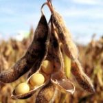 Agriculture Biologique En Afrique: Superficies En Recul Agriculture Biologique En Afrique: Superficies En Recul