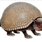 Bio-Inspiration: Paléontologie Comme Source D’Innovation Bio-Inspiration: Paléontologie Comme Source D'Innovation