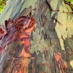 Sauver le Pernambouc Sans Perdre L’Archet Sauver le Pernambouc Sans Perdre L'Archet