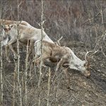 Femelles Rennes Avec Bois: Une Hypothèse Étonnante Femelles Rennes Avec Bois: Une Hypothèse Étonnante