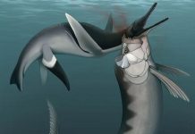 Bataille Épique Dans Les Mers Du Crétacé Bataille Épique Dans Les Mers Du Crétacé