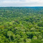 Forêts et leur importance pour l’économie mondiale Forêts et leur importance pour l'économie mondiale