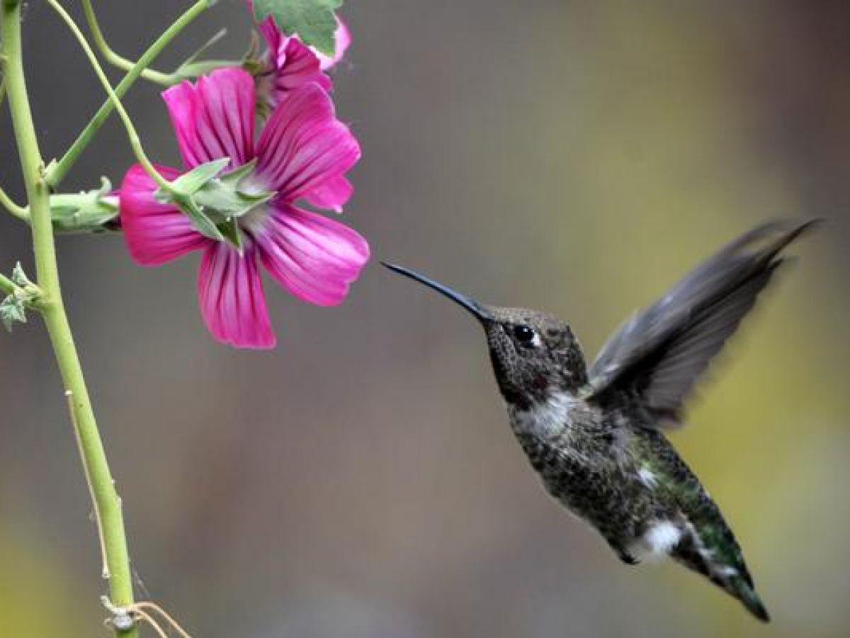 Nectars Floraux Contenant de l'Alcool Consommés par Abeilles Nectars Floraux Contenant de l'Alcool Consommés par Abeilles