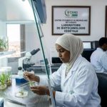 Renaissance Des Palmeraies À Djibouti Et Espoir Des Oasis Renaissance Des Palmeraies À Djibouti Et Espoir Des Oasis