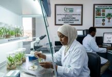 Renaissance Des Palmeraies À Djibouti Et Espoir Des Oasis Renaissance Des Palmeraies À Djibouti Et Espoir Des Oasis