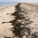 Naufrage d’un navire avec 320 migrants à Djibouti Naufrage d'un navire avec 320 migrants à Djibouti