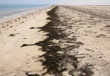 Naufrage d’un navire avec 320 migrants à Djibouti Naufrage d'un navire avec 320 migrants à Djibouti