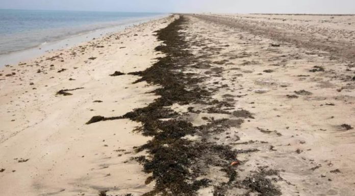 Naufrage d’un navire avec 320 migrants à Djibouti Naufrage d'un navire avec 320 migrants à Djibouti