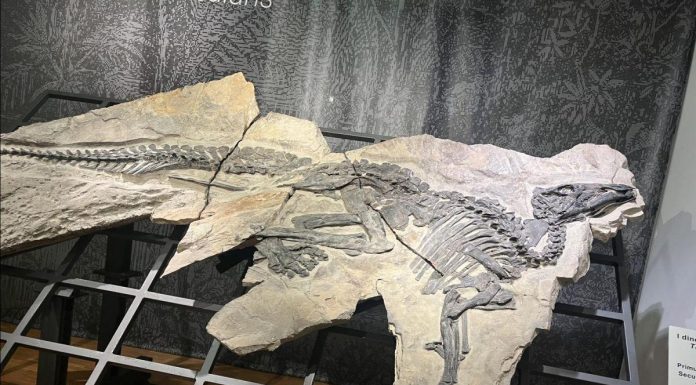 Dinosaures Antonio et Bruno à Villaggio del Pescatore Dinosaures Antonio et Bruno à Villaggio del Pescatore