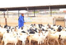 Parc À Bétail: Activité Ralentie Mais Essentielle Parc À Bétail: Activité Ralentie Mais Essentielle