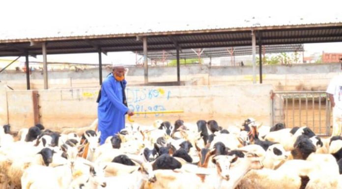 Parc À Bétail: Activité Ralentie Mais Essentielle Parc À Bétail: Activité Ralentie Mais Essentielle