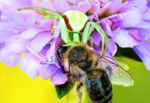 Le Jardin Un Monde Sauvage En Réduction Le Jardin Un Monde Sauvage En Réduction