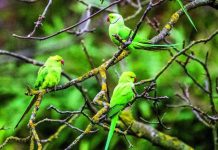 Dans le jardin, des envahisseurs venus de loin Dans le jardin, des envahisseurs venus de loin