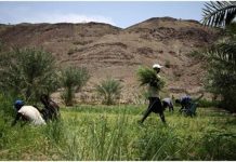 Agroécologie Et Agroforesterie Bâtir La Résilience Agroécologie Et Agroforesterie Bâtir La Résilience