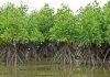 Mangroves Et Climat: Étude Clé Pour L’Avenir De Djibouti Mangroves Et Climat: Étude Clé Pour L'Avenir De Djibouti