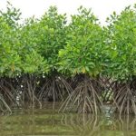Mangroves Et Climat: Étude Clé Pour L’Avenir De Djibouti Mangroves Et Climat: Étude Clé Pour L'Avenir De Djibouti