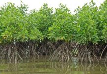Mangroves Et Climat: Étude Clé Pour L’Avenir De Djibouti Mangroves Et Climat: Étude Clé Pour L'Avenir De Djibouti
