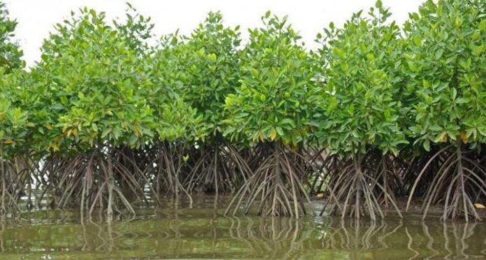 Mangroves Et Climat: Étude Clé Pour L’Avenir De Djibouti Mangroves Et Climat: Étude Clé Pour L'Avenir De Djibouti